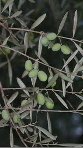 Image result for Olea chimanimani