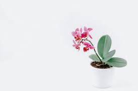 Kesilen çeliğin üzerinde ana daldan küçük bir parça bulunursa daha çabuk köklenir. Orkide Nasil Cicek Actirilir Nasil Cogaltilir Muhiku