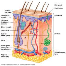 View pictures, images, and photos of medical conditions and diseases such as skin problems. 34 Label The Skin Anatomy Diagram Labels Database 2020