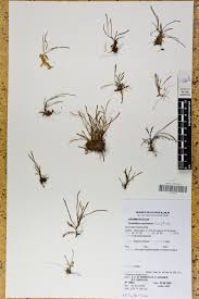 Image result for Cochlidium serrulatum