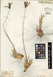 Image result for Eustachys paspaloides