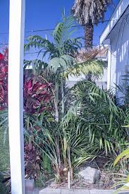 Image result for Chamaedorea radicalis