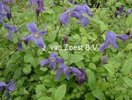 Delivering creative, edgy asian food paired with colorful craft cocktails, kapow! Eriostemon Clematis Eriostemon Online Kaufen