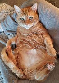 L E W D Cat Pictures For Kids Beautiful Cats Pictures Very Cute Cat Images