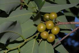 Image result for Bridelia duvigneaudii