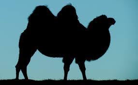 Daily use sentences in kannada, english, and hindi. à²' à²Ÿ à²¬à²— à²— à²ª à²°à²¬ à²§ Essay On Camel In Kannada Language Hindivyakran