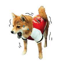 Maybe you would like to learn more about one of these? Pomeranian And Shibainu Mix Dog Komugi Line Stickers Line Store
