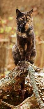 majestic cute cats baby cats http baby cats danial blogspot com katzen susse katzen wilde katzen