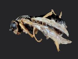 Image result for Humularia drepanocephala