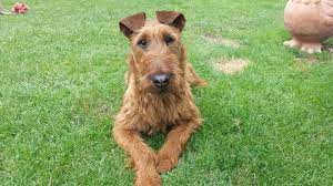 sweet irish terrier hunde