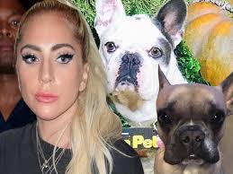 Lady gaga's dog walker was shot and two of her french bulldogs were stolen during an armed robbery in hollywood. 0bfwyfhgi3p1wm