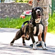 Pin On Bandog