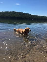 Is glacier national park dog friendly. Dog Friendly Hikes Near Glacier National Park Jennifer Vernarsky Photography Montana Family Photographer