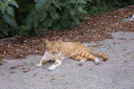 قط او بسين في جبيل لبنان cats animals