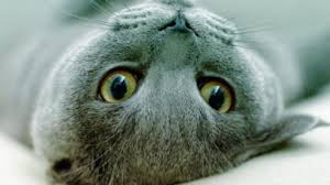 Kediler Neden Sinirlenir Kedi Sakinlestirme Yontemleri Kedi Blog