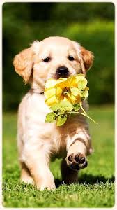 Вконтакте facebook pinterest twitter telegram. Golden Retriever Puppy Wallpaper Dog Pets Lovers