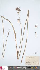 Image result for Cassipourea ruwensorensis