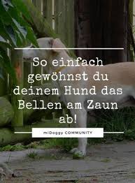 Kein Radau Mehr Am Gartenzaun Wie Geht Das Hunde Hundchen Ubung Hunde Garten
