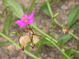 Image result for Talinum crispatulum