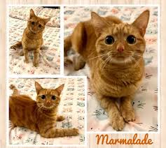 Romeoville Humane Society