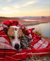 Henry The Colorado Dog And Baloo Instagram Animals Friendship Cute Animals Pets