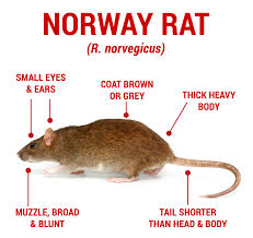 Open pellets do not dry out quickly. 7 Best Rat Poisons On The Market In 2021 Reviews