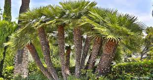 Chamaerops Humilis How To Grow And Care For Mediterranean Fan Palm