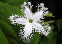 25 Of The Most Breathtaking And Dangerous Flowers In The World Weird Flowers Weird Flower Unusual Flowers