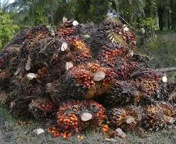 Genus ini memiliki dua spesies anggota. Naik Berikut Harga Tbs Sawit Per Kelompok Umur Di Riau