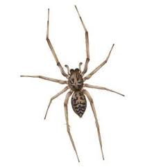 American House Spider Identification Types Of Spiders