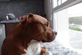 A mixture of rottweiler and pit bull( rottweiler pitbull mix ) since the rottweiler and the pit bull do an excellent job of guard duties, such a mestizo will be a great guard (pitweiler). Rottweiler Pitbull Mix Breed Facts And Info Animal Corner