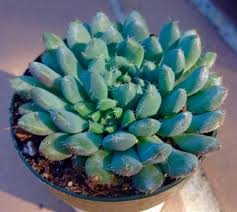 Besides the succulent plant representative species like the jade plant, burro's tail, echeveria elegans, snake plant, and aloe vera, here are over 1,000 types of succulents with pictures for succulent identification, separated by their genera. Echeveria Rundelli Nice Gray Green Pointed Rosette With Hairs On Margins And Yellow Red Flowers On Tall Erec Echeveria Indoor Flowering Plants Green And Grey