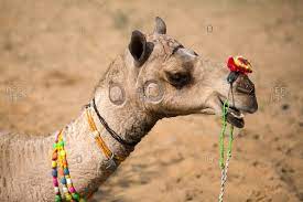 On the edge of the indian desert, lakshman raika boils tea with fresh milk from one of his camels, gently stirring the brew once dubbed the ships of the desert and indispensable to life in india's arid west, camel numbers have steadily declined as they have been usurped by technological upheaval. Camel Stock Photos Offset