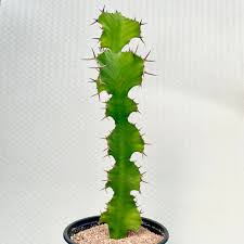 Image result for Euphorbia unicornis