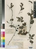 Image result for Cissus cornifolia