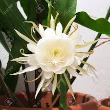 Epiphyllum queen of night cereus. Cactus Blossom Shallow Depth Of Field Orchid Cactus Queen Of Stock Photo Picture And Royalty Free Image Image 43842751