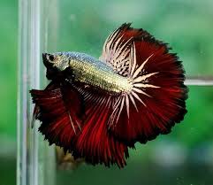 Betta super gold oder dari thailand _ vlog 276. Betta Fish Pictures On Twitter Awesome Black Gold Devil Betta Http T Co 5cwbafkmax