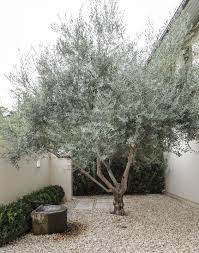 Relaxing Outdoor Tree Garden Design Olive Trees Garden Olive Trees Landscape