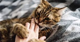 So, the best way to stop a kitten biting is with toys. Cat Love Bites How To Stop A Cat From Biting You Bechewy