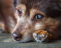 9 Most Common Eye Problems In Dogs How To Prevent And Treat Them Cataracts In Dogs Dog Care Dogs Eyes Problems