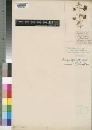 Image result for Triaspis hypericoides