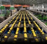 Citrus sorting and grading machines – Lemon, Lime, Orange ...