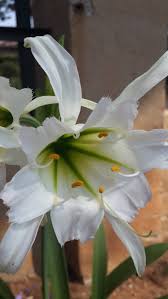 Wildflower identification guide for central sierra nevada foothills with photos, white flowers. Please Help Me Identify This Bulbous Plant With Long Broad Leaves And White Flowers Gardening Landscaping Stack Exchange