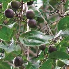 Image result for Strychnos henningsii