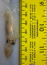 This pdf book contain answer key for gradpoint pretest algebra 1a conduct. Story Miller Noaa Teacher At Sea Blog