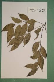 Image result for Diospyros gabunensis