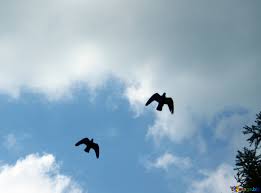 Check spelling or type a new query. Doves In Flight Image Birds Flying In The Sky Images Sky 5053 Torange Biz Free Pics On Cc By License