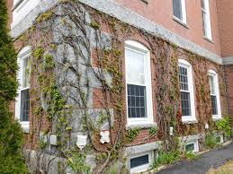 Image result for Ivy Day