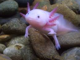 Fish With Legs Google Search Marine Animals Rare Animals Fish