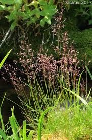 Image result for Agrostis